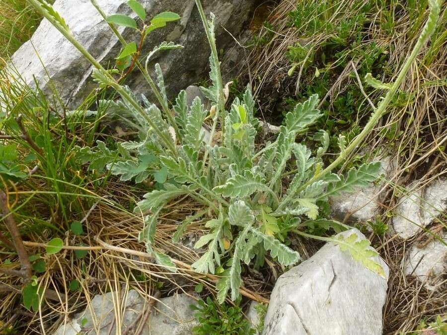 Achillea 2