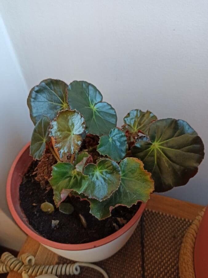 Begonia 11
