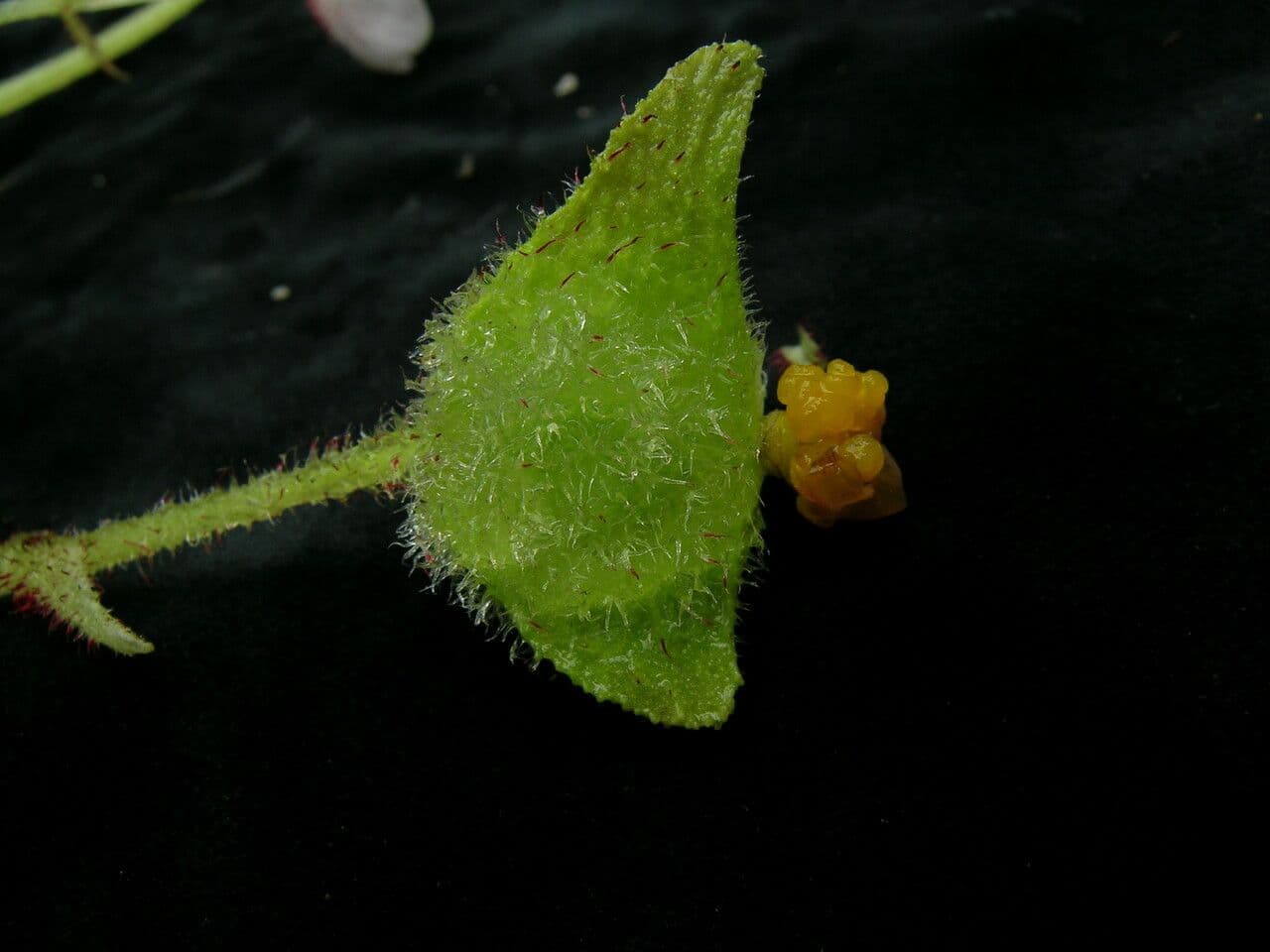 Begonia dipinta 3
