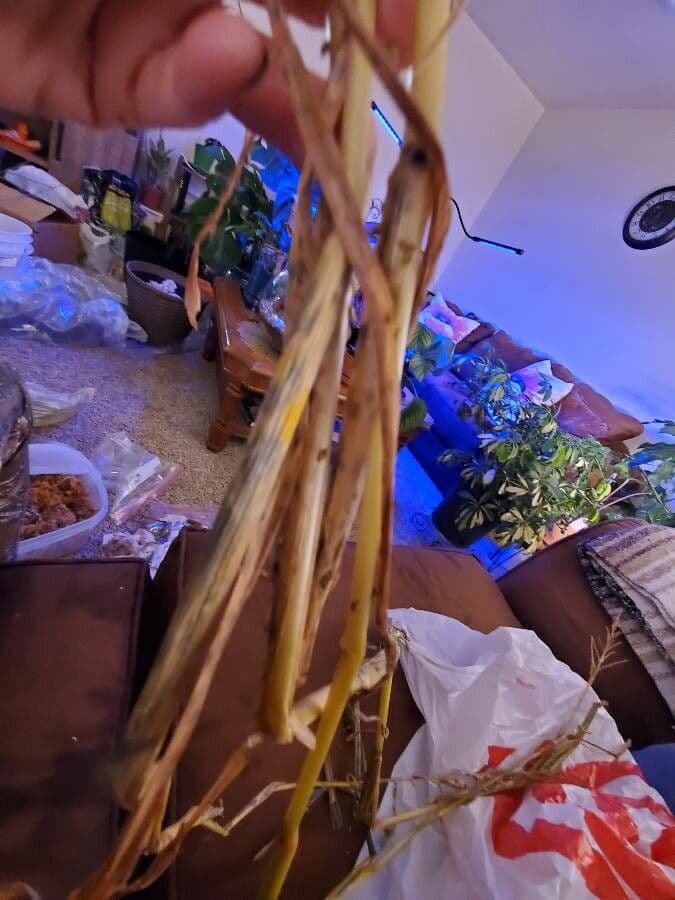 Lino della Nuova Zelanda 22