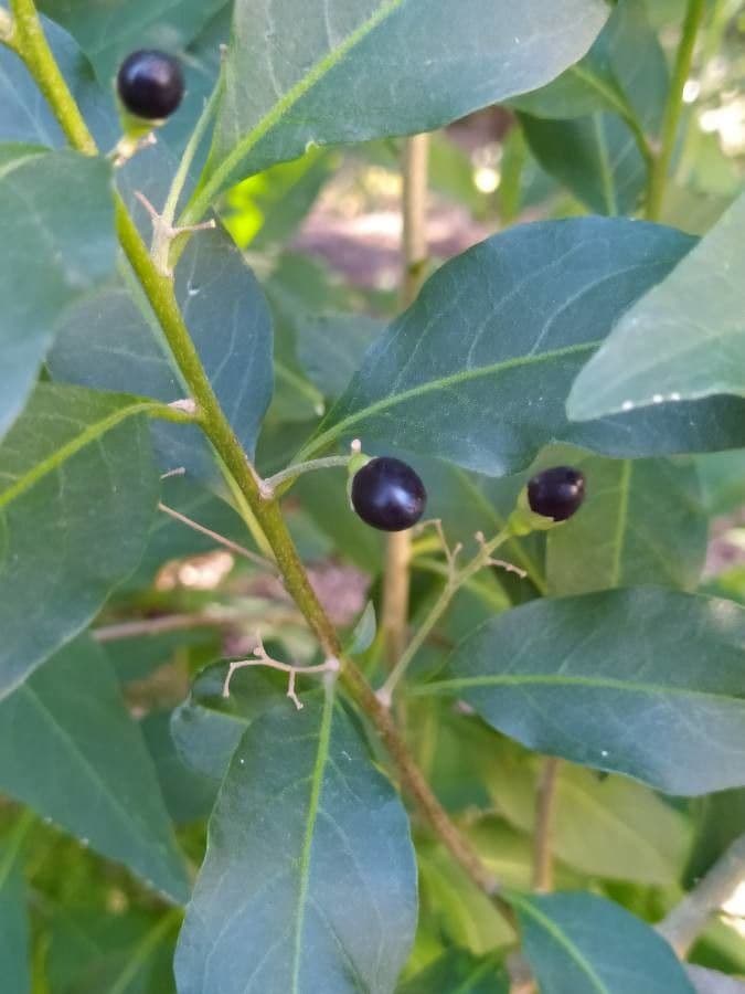Cestrum 2