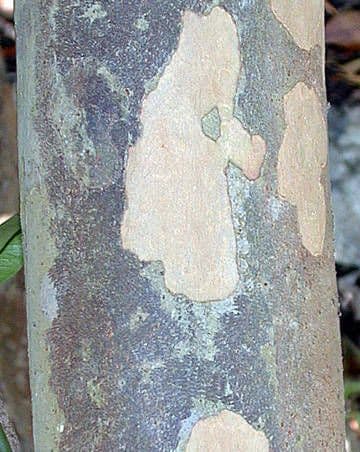 Traubenkirsche 11