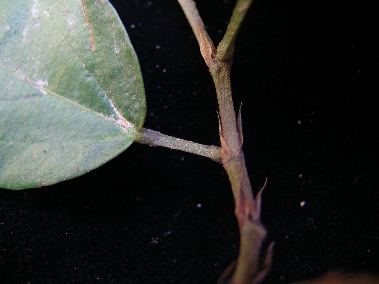 Flemingia strobilifera 14