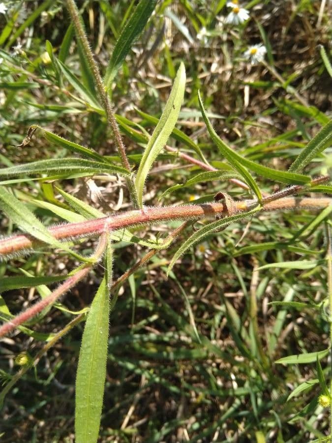 Aster lanceolato 23