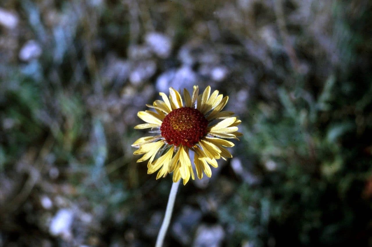 Gaillardia pennatifida 3