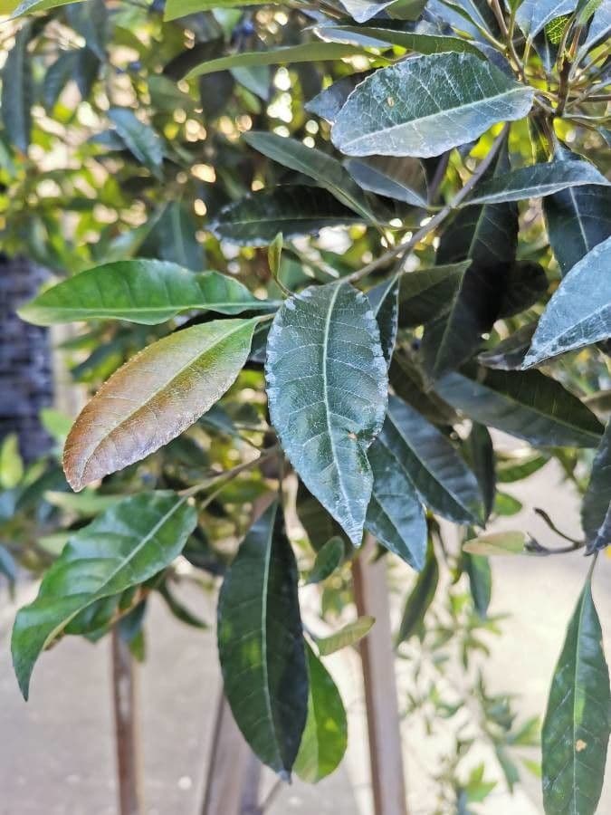 Elaeocarpus reticulatus 18