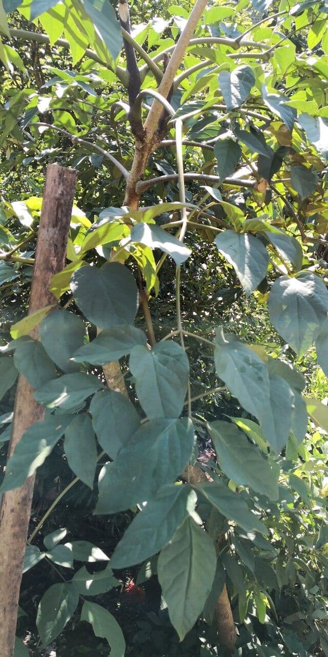 Celtis sinensis 13