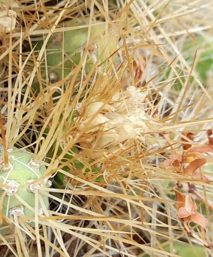 Cumulopuntia boliviana 5