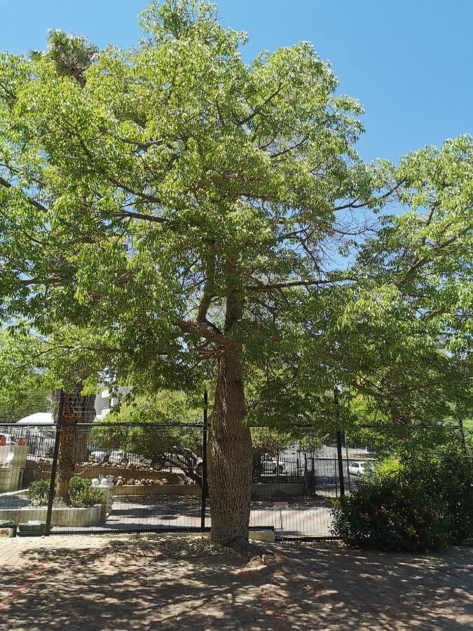 Ceiba speciosa 13
