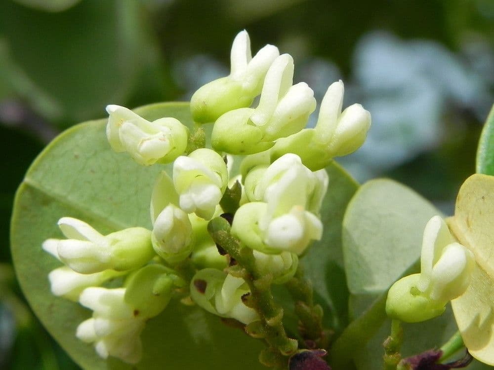 Dalbergia 4
