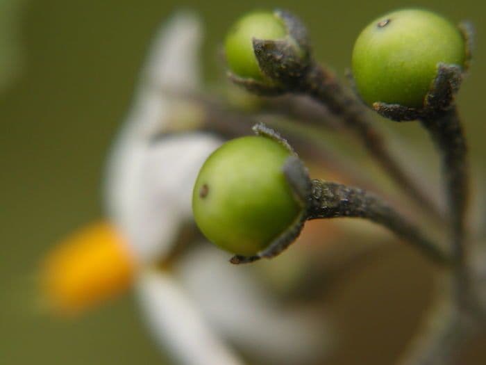 Solanum douglasii 3