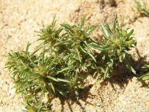 Ifloga spicata 7