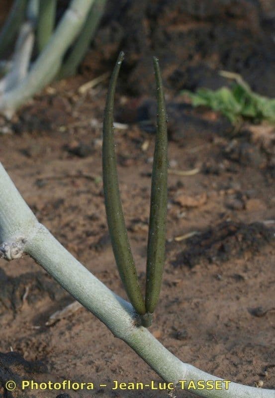 Ceropegia