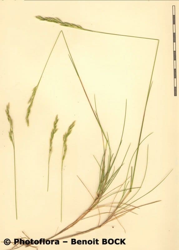 Festuca gautieri 20