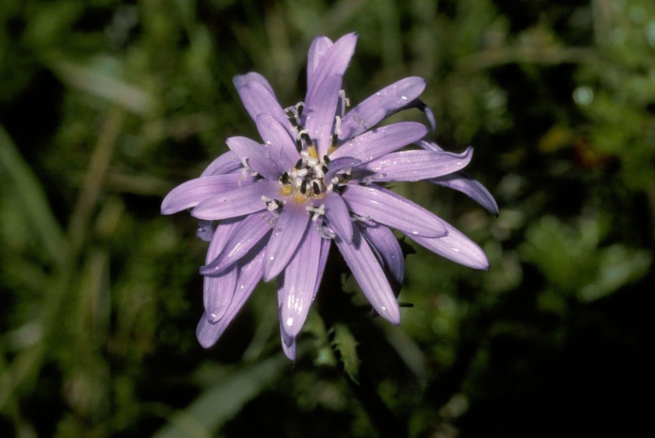 Perezia