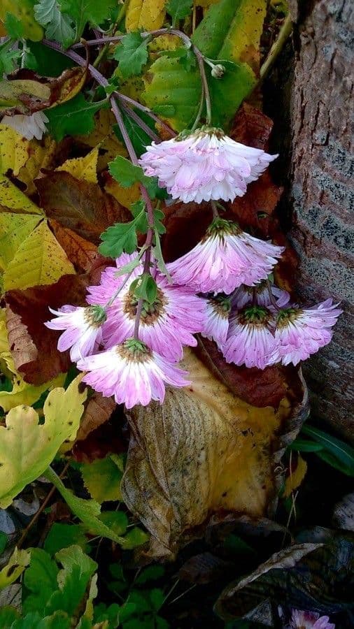 Callistephus chinensis 14