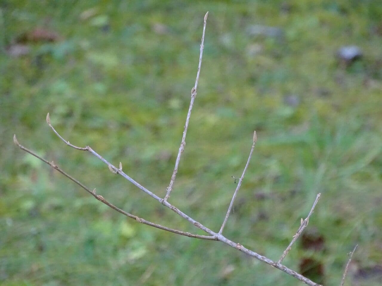 L'askavec