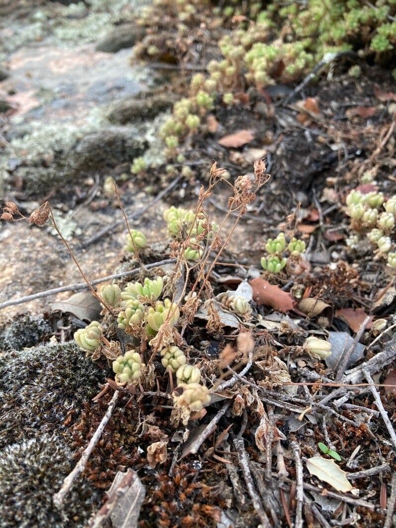 Sedum 30
