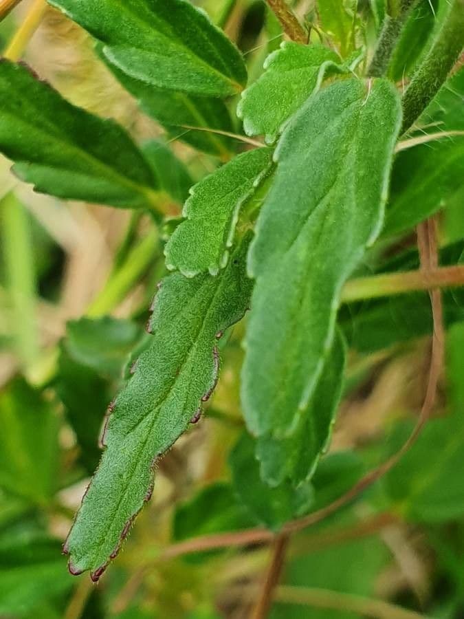 Schmalblättrige Monsonia 17