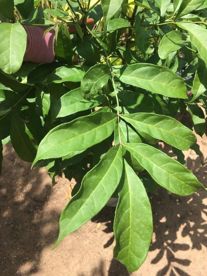Newbouldia laevis 3