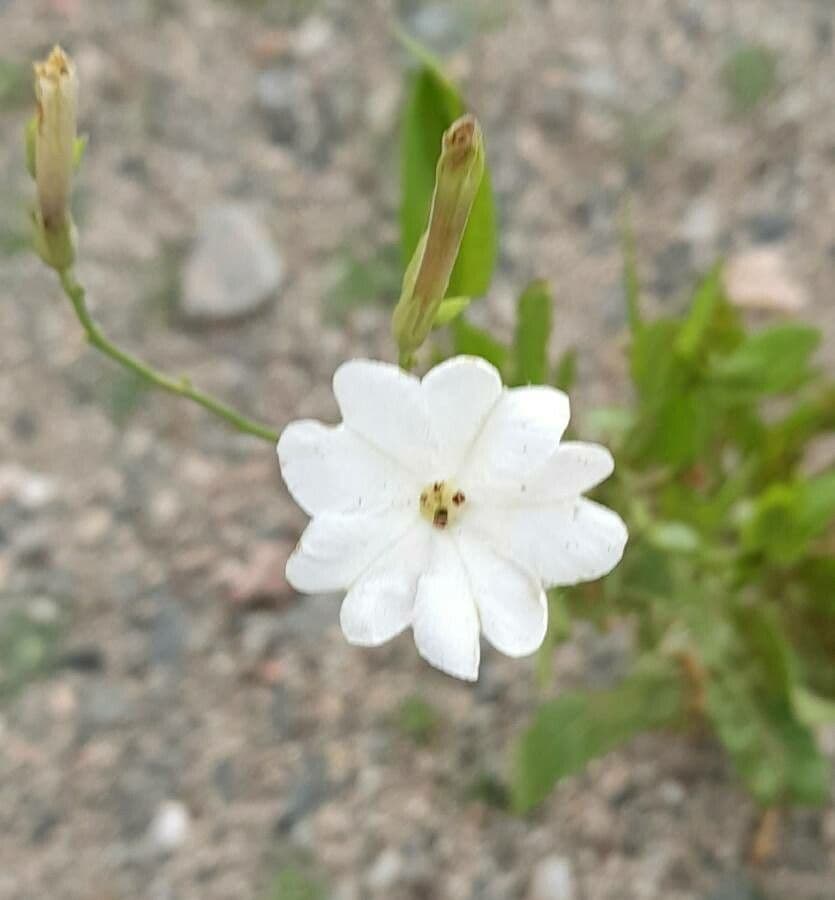 Nicotiana 2