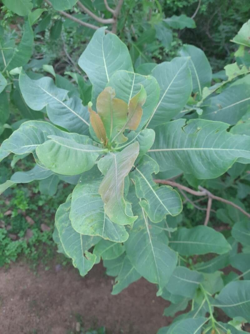 Terminalia 6