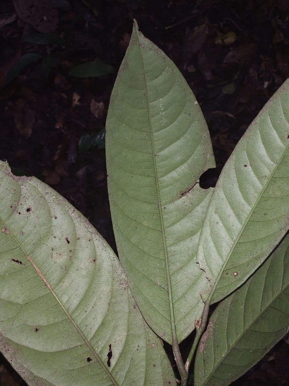 Eschweilera coriacea 12
