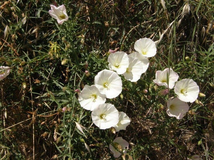 Calystegia macrostegia 10