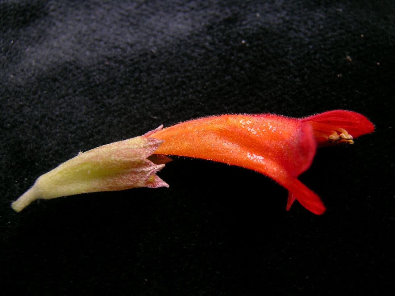 Colquhounia 5