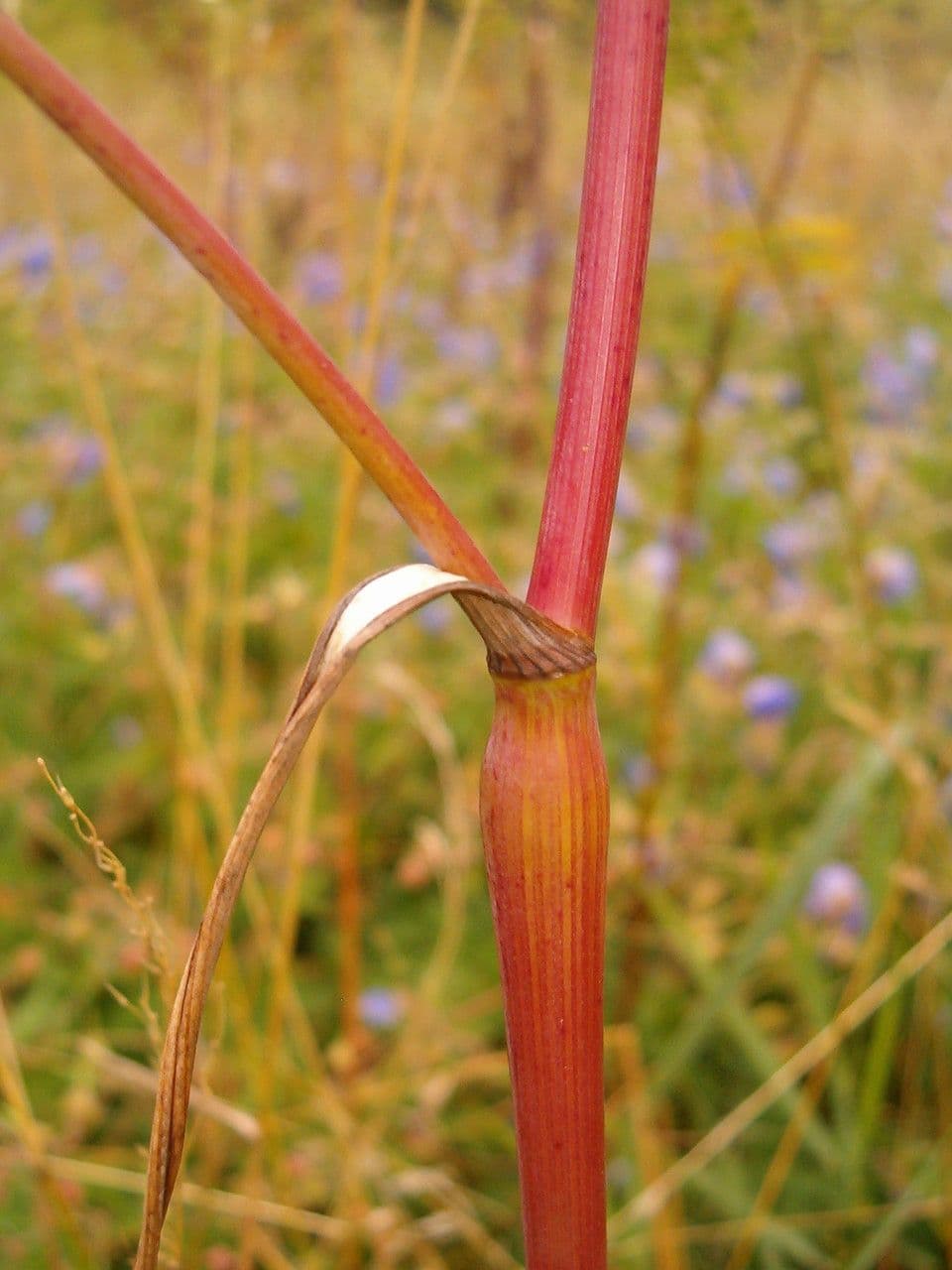 Kerbelrübe 7