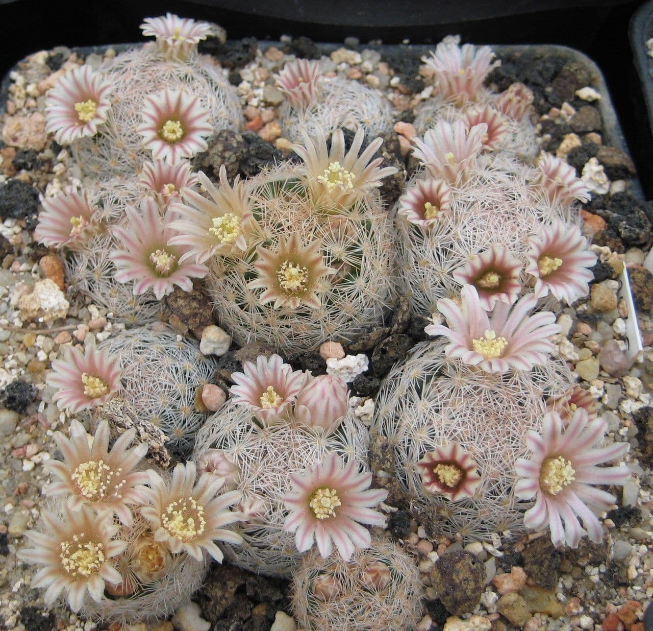 Kakteus lasiacantha 3