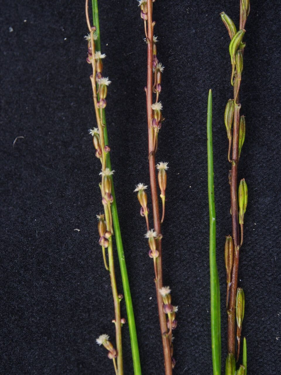 Giuncastrello palustre 29