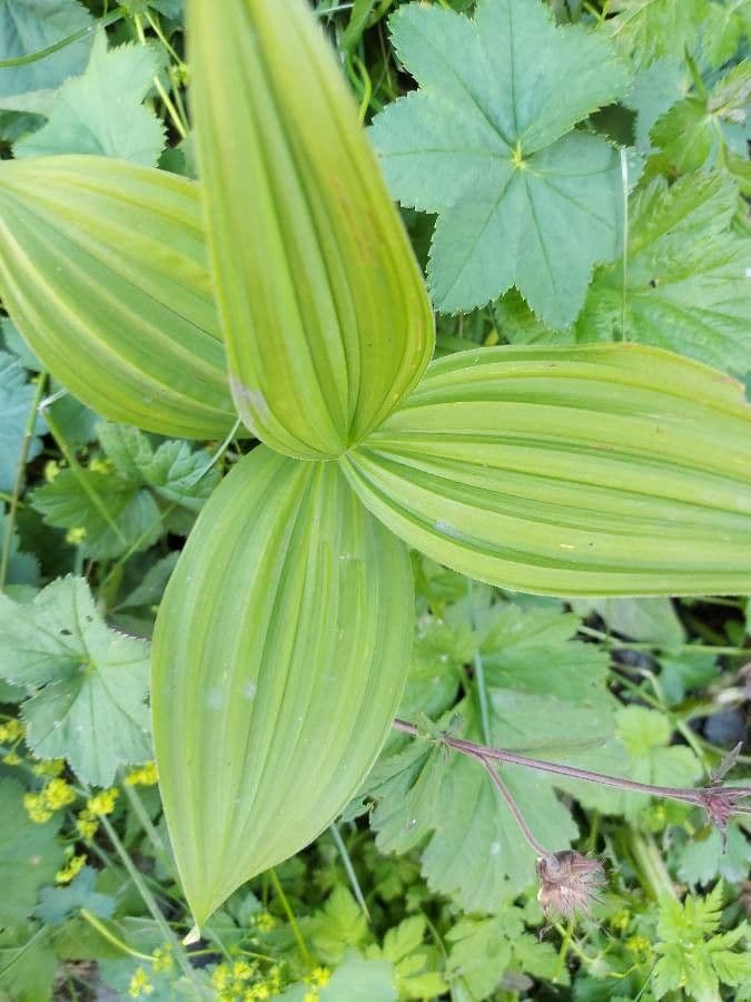 Vedegambre blanco 16