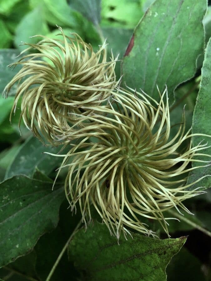 Clematis orientale 3