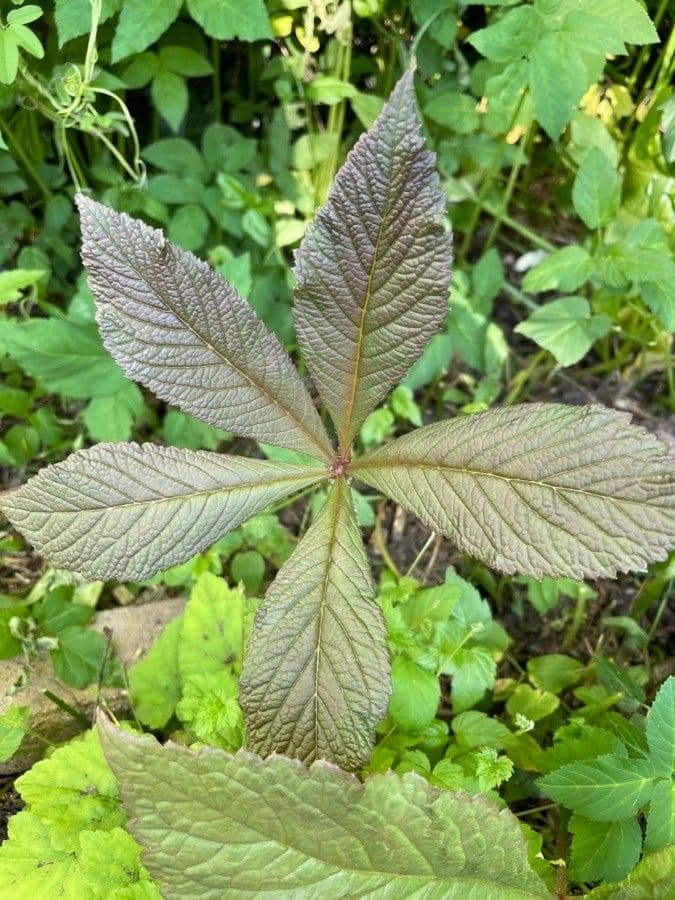 Rodgersia 20