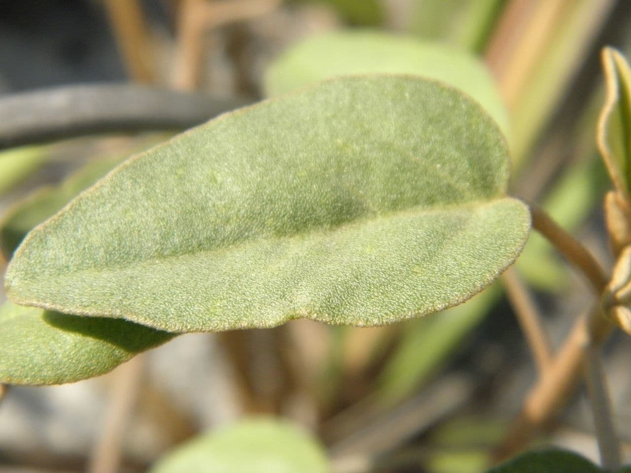 Croton punctatus 10