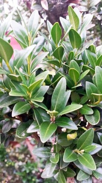 Bosso sempreverde 28