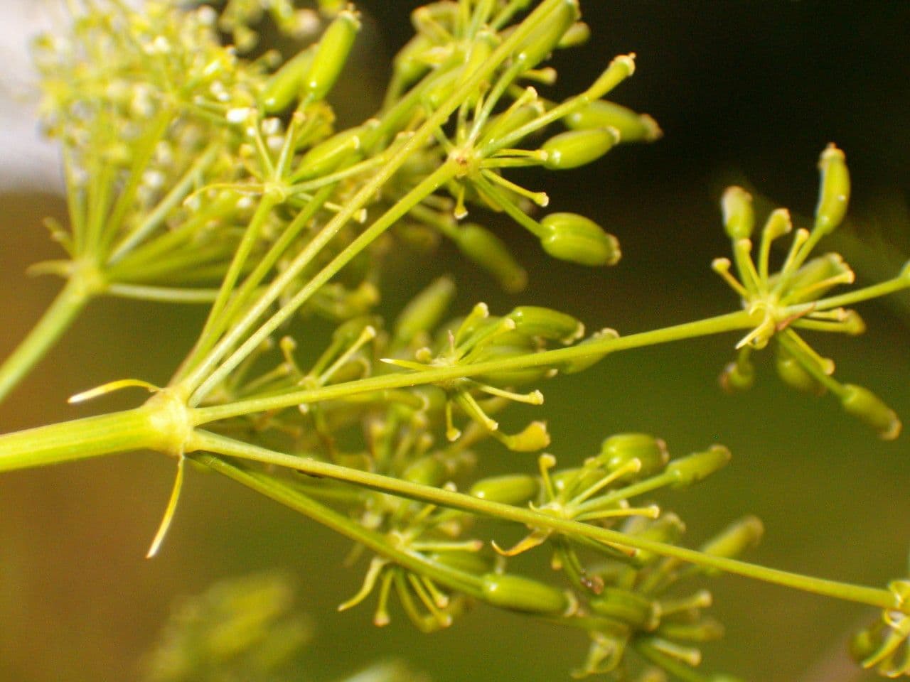 Kerbelrübe 3