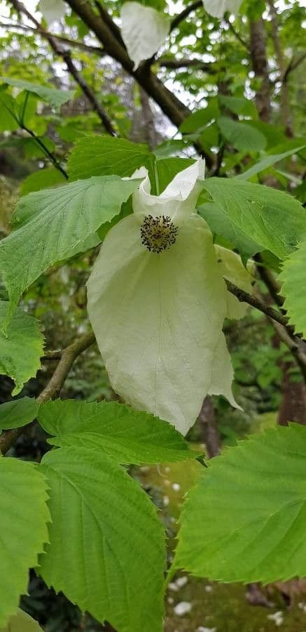 Taschentuchbaum 10