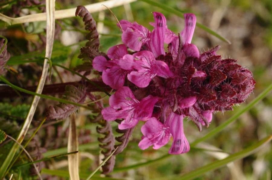 Pedicolare verticillata 8