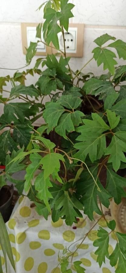 Cissus alato 28