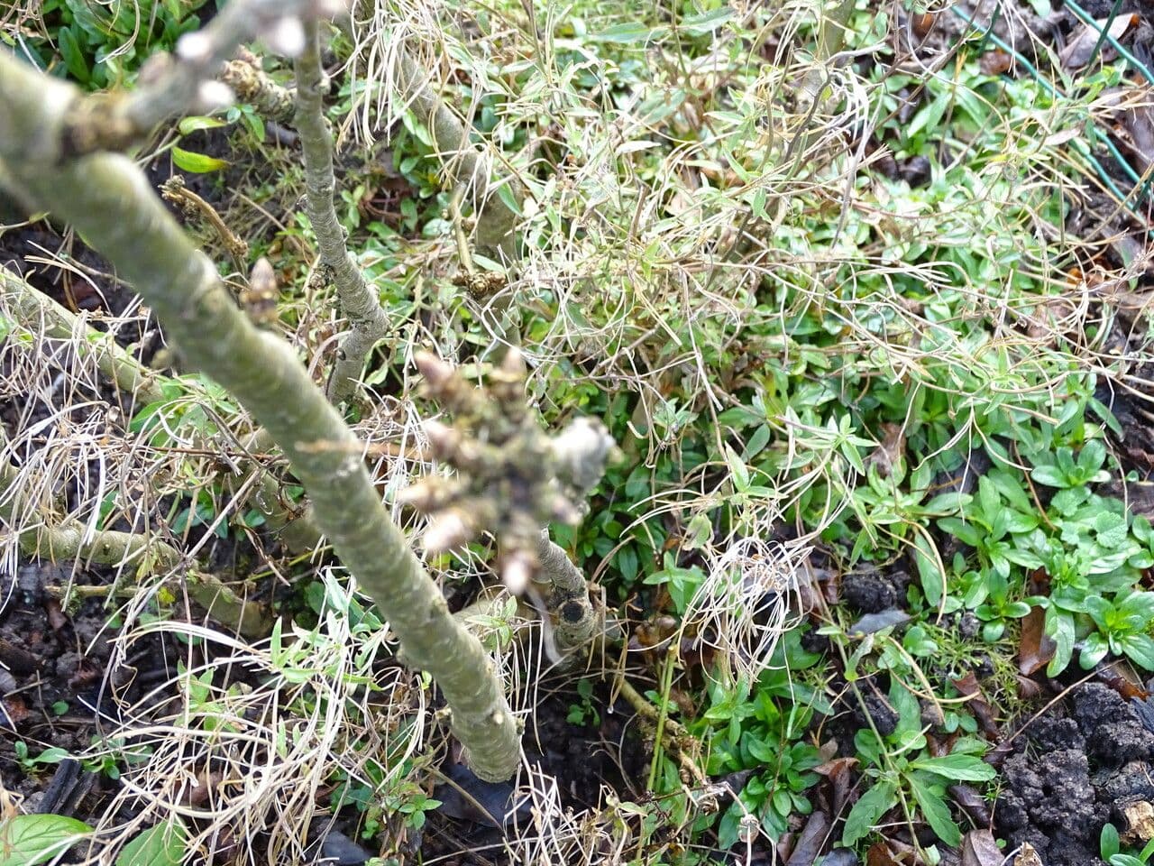 Caragana 3