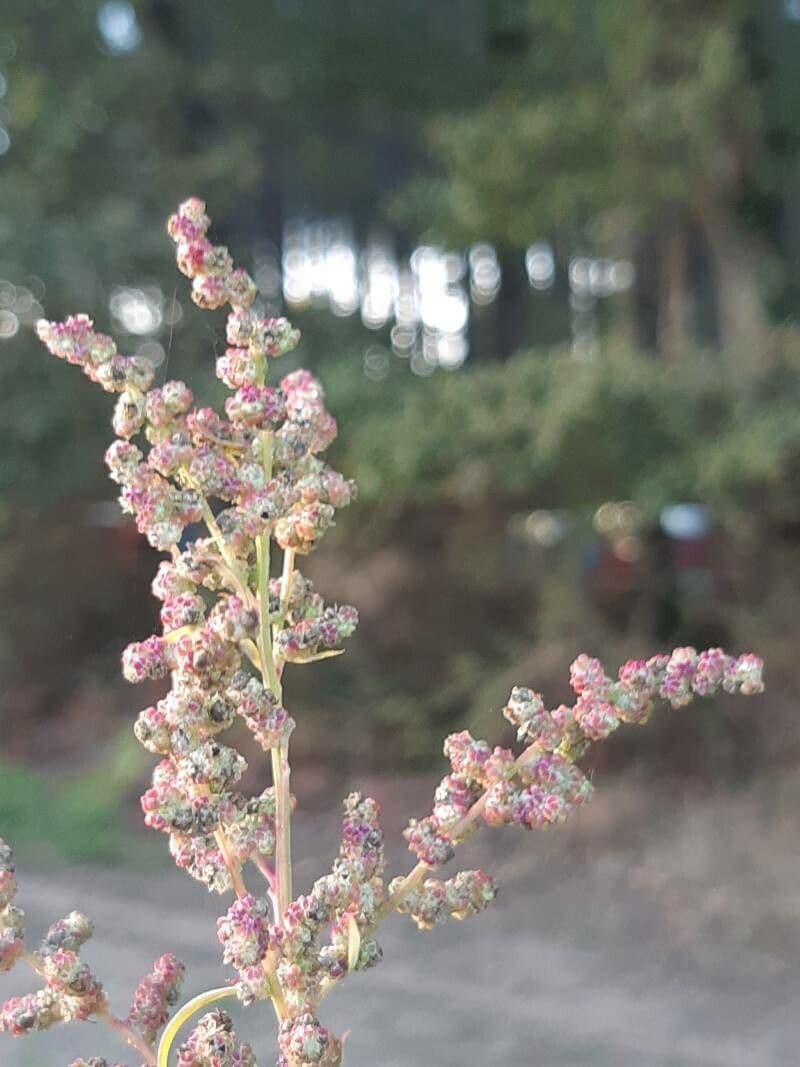 Komosa figolistna 5