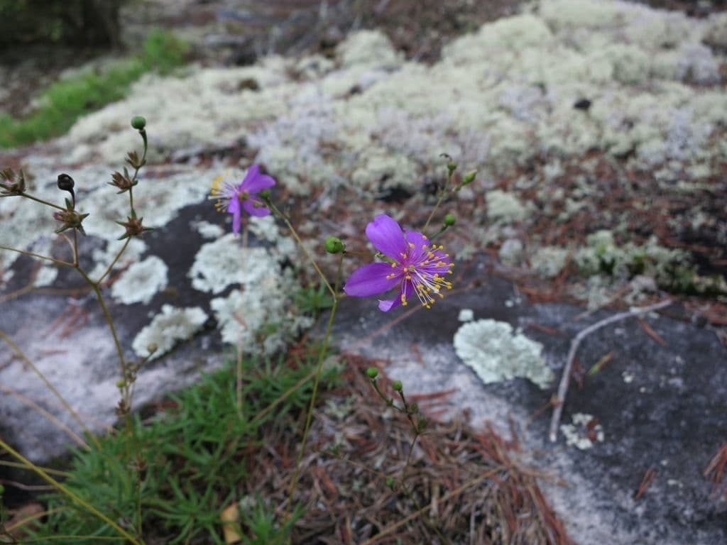 Phemeranthus 4