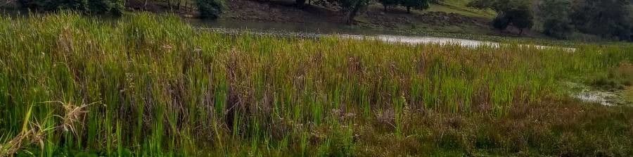 Smooth cordgrass 15