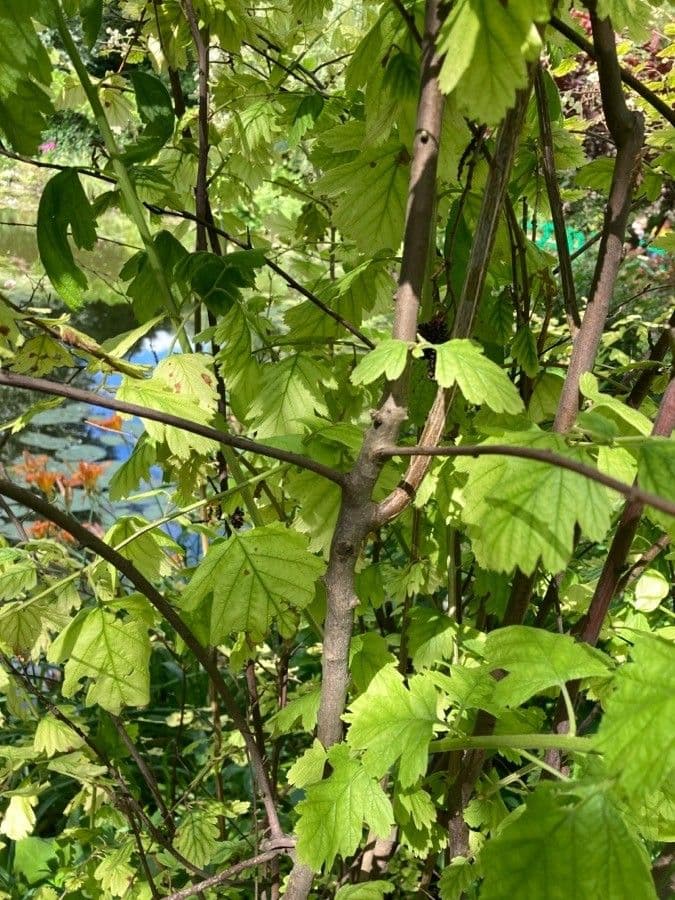 Potočnice strední 23