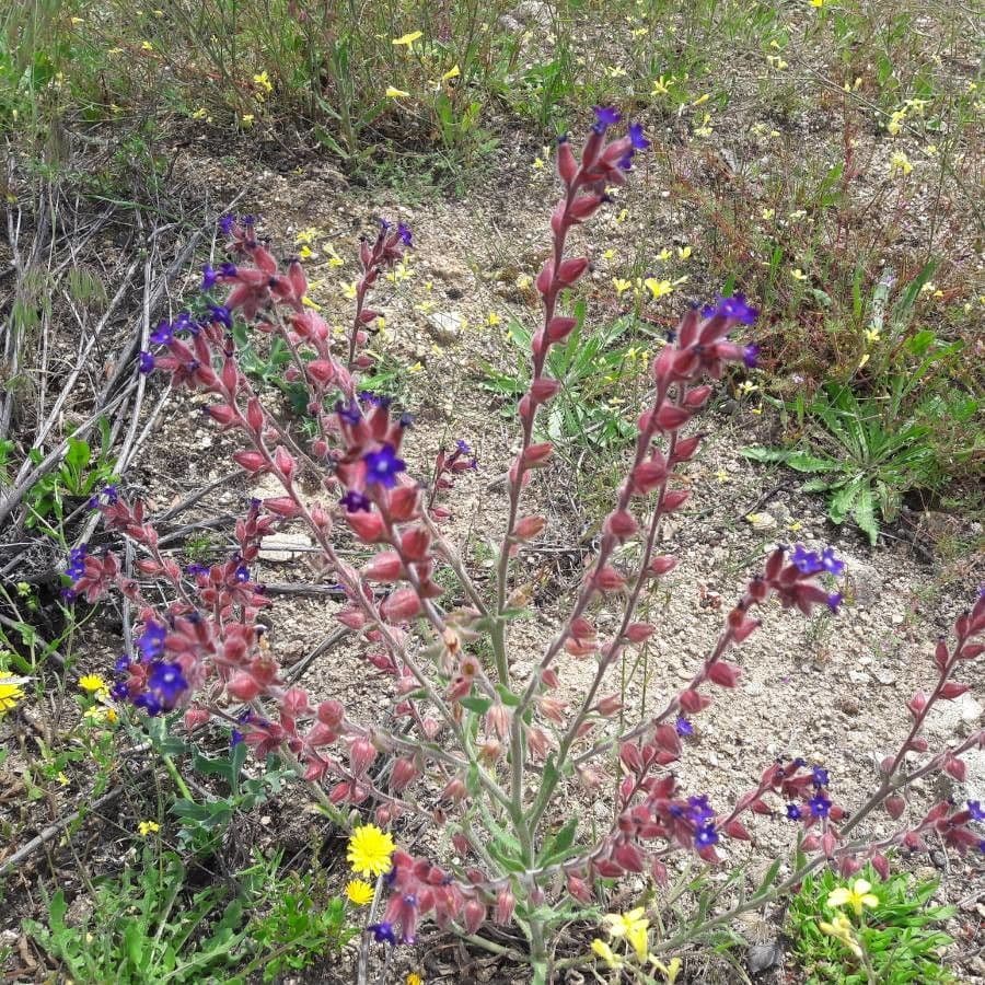 Buglossoide ondulata 15