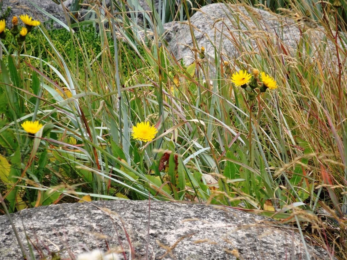 Dach-Pippau 10