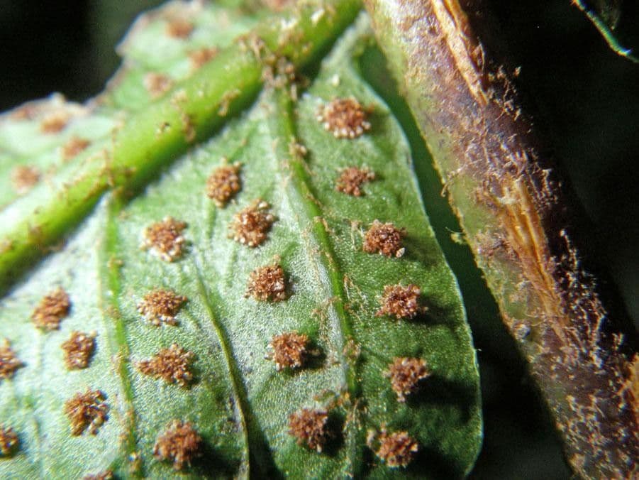 Stigmatopteris