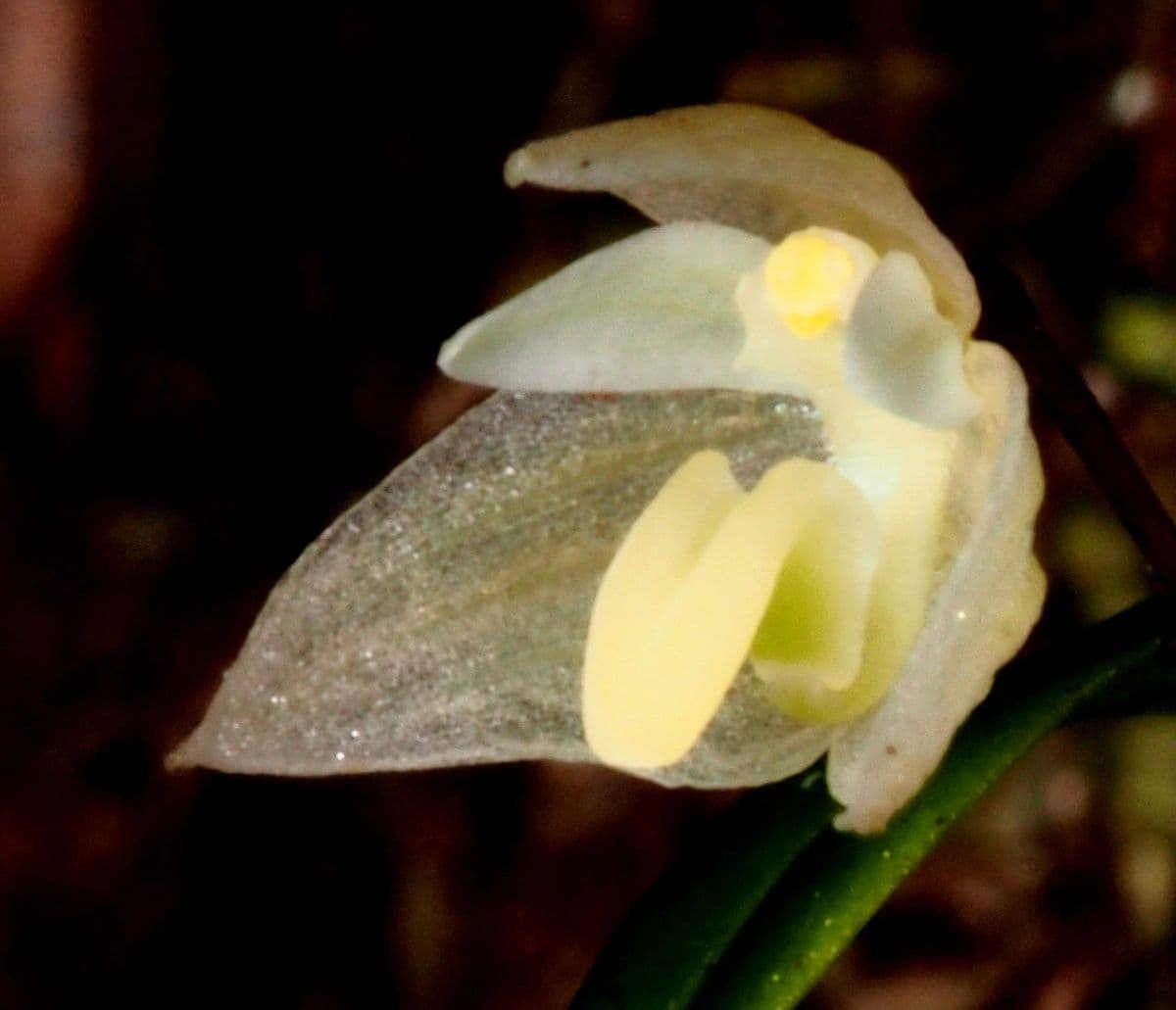 Bulbophyllum 3